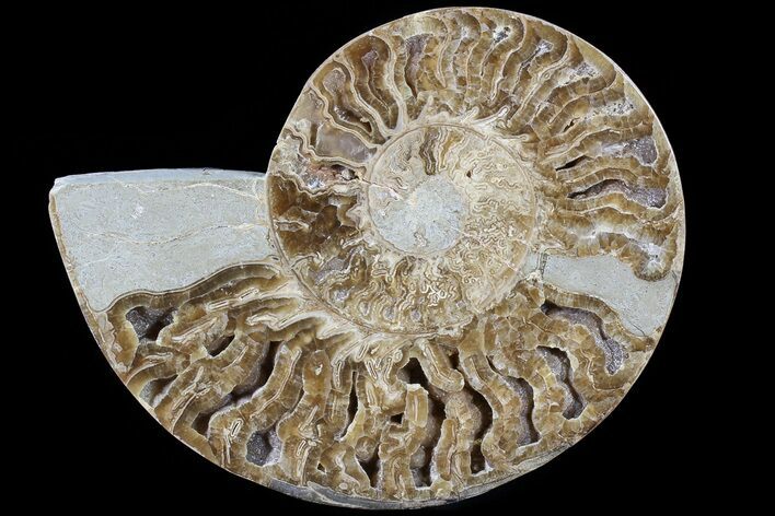 Choffaticeras (Daisy Flower) Ammonite Half - Madagascar #80915